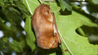 An Eastern Red Bat nestled in an oak leaf at Bunker Hill. Photo by Jane Balaban.