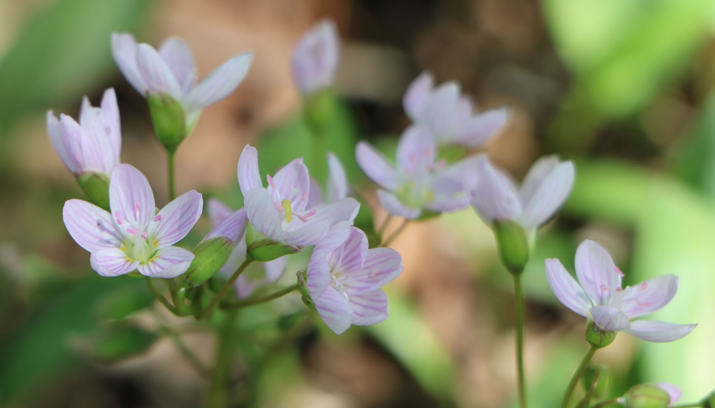 spring beauty wildflower