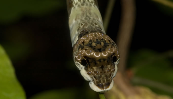 Giant swallowtail caterpillar. Photo by Jane Balaban.