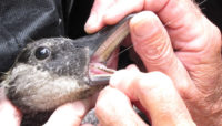 removing fishing line from the mouth of a goose
