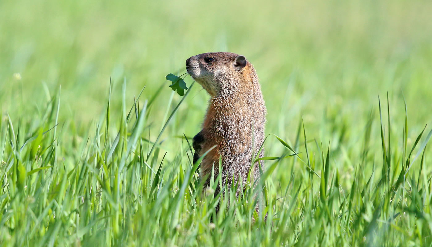 groundhog in grass