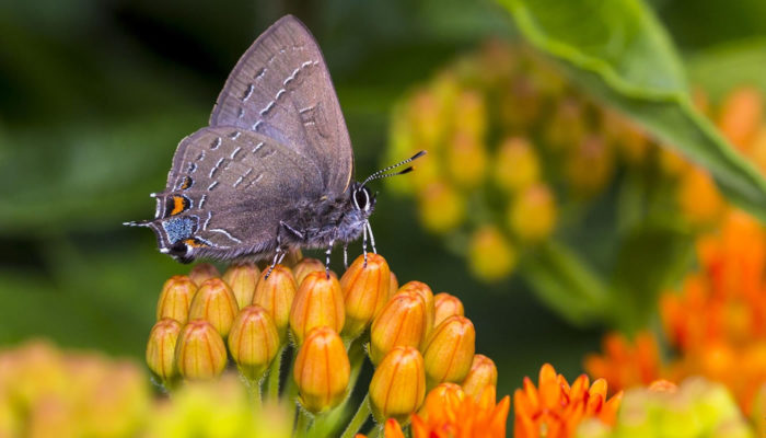 Striped hairstreak butterfly on butterfly weed. Photo by Kris DaPra.