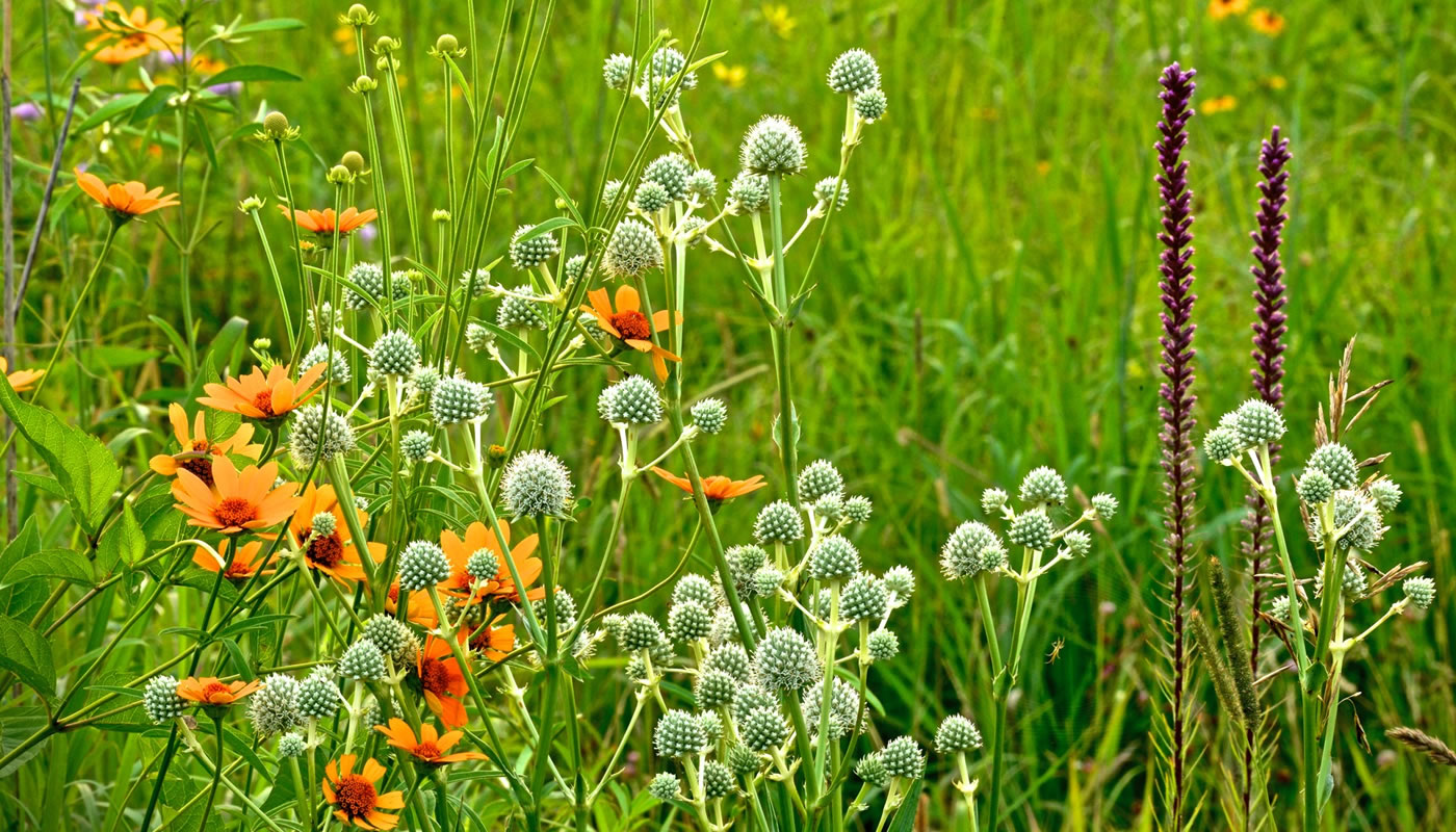 close up of prairie plants