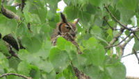 great horned owl in a cottonwood tree