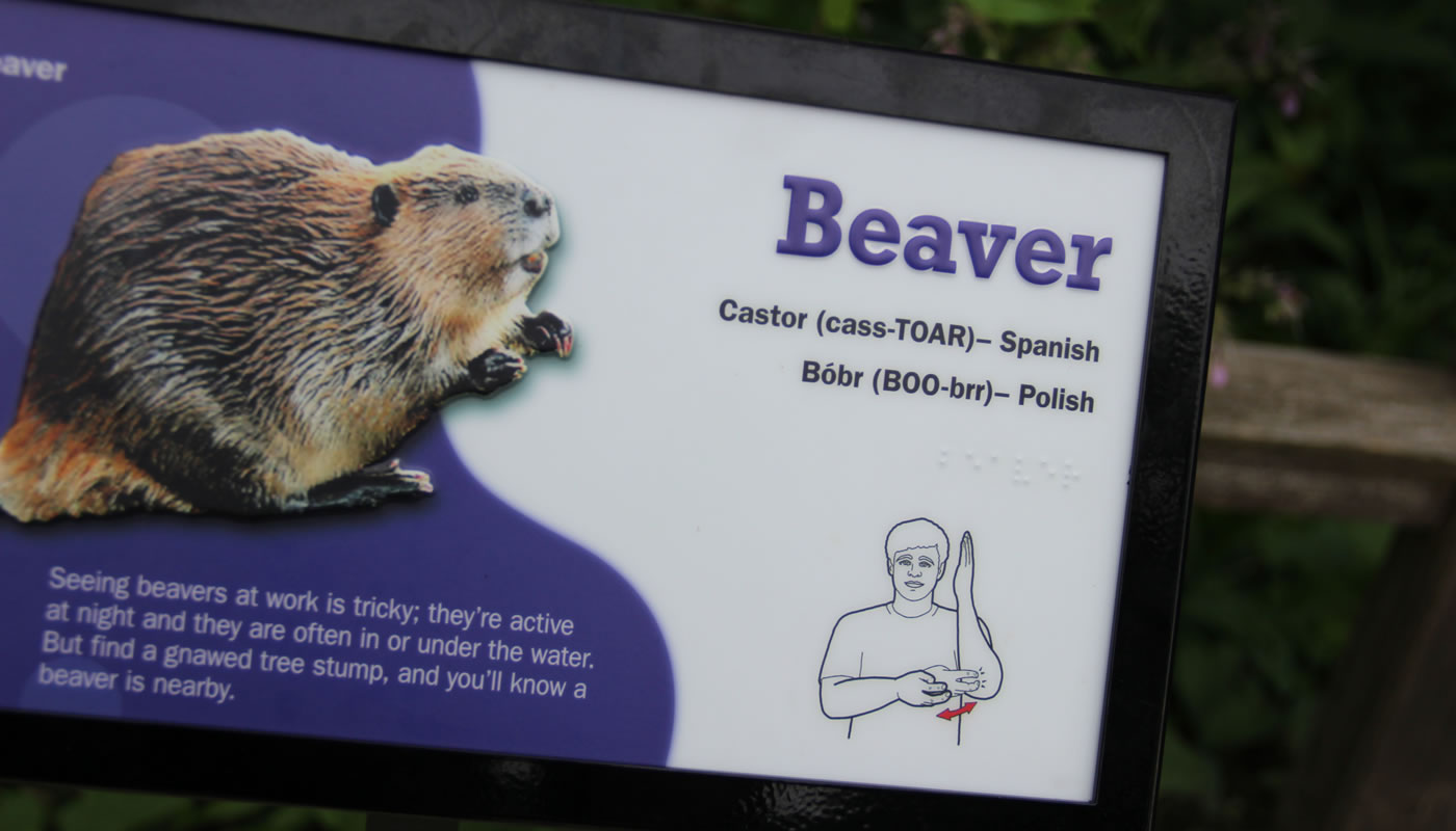 an interpretive sign with a beaver at Little Red Schoolhouse Nature Center