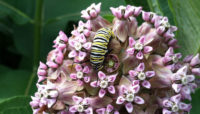 Monarch caterpillar on milkweed flower