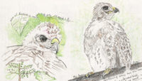 nature journal page with an illustrated hawk