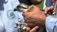 an osprey being held by Forest Preserves staff