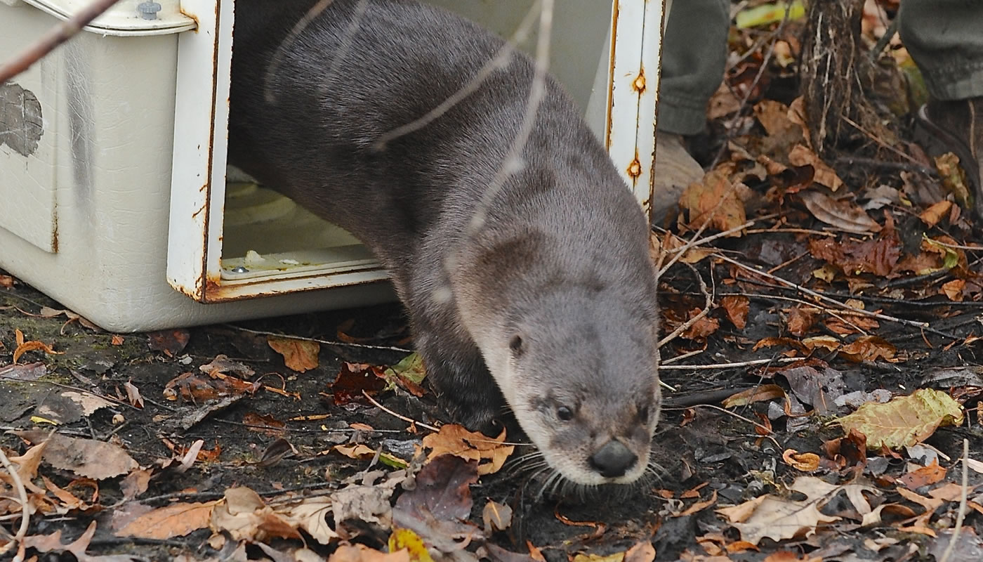 an otter being released from an animal carrier as part of research by the Forest Preserves of Cook County