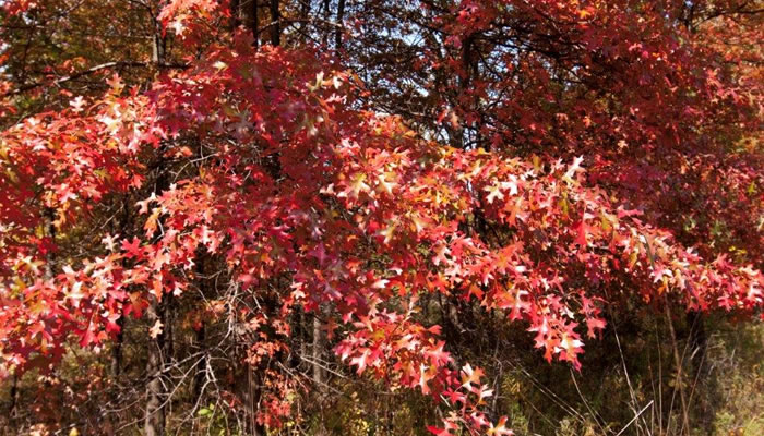 Pin oak in fall. Photo by Jane Balaban.