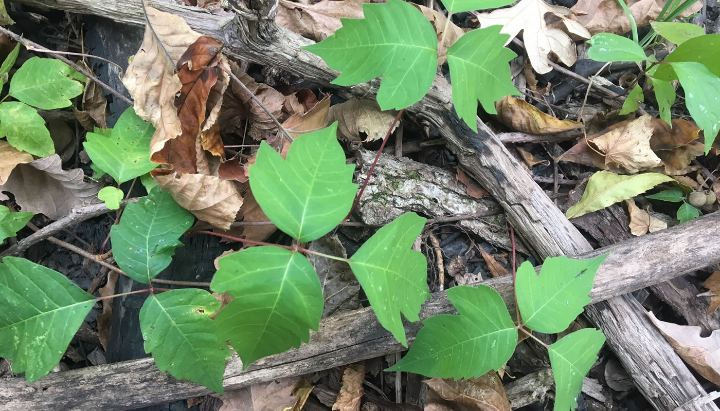 Plant Profile Poison Ivy More Than A Scary Nuisance Forest Preserves Of Cook County,Plywood Thickness