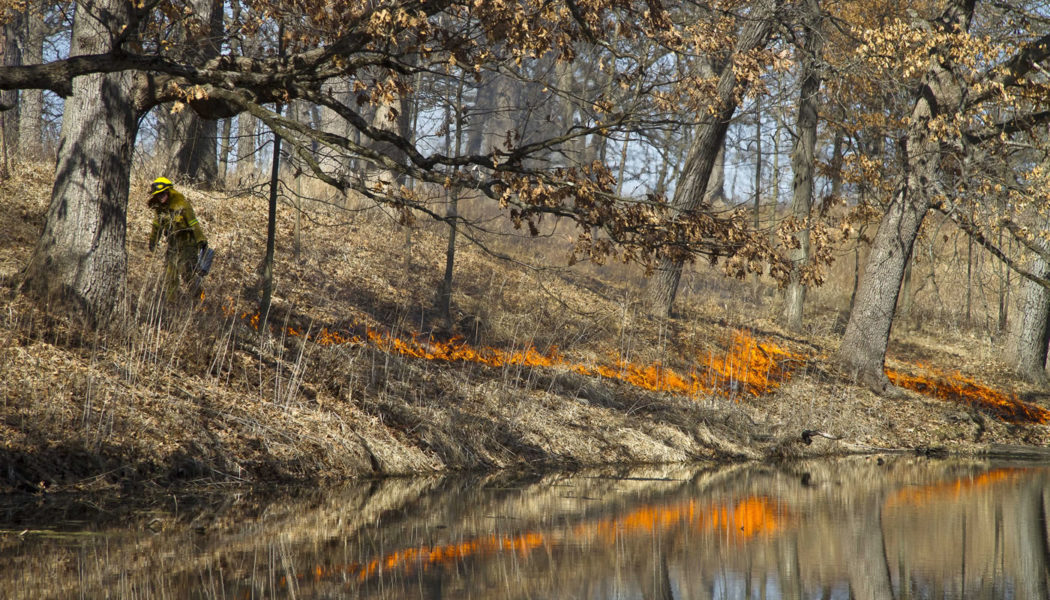 Nature Forest Preserves of Cook County