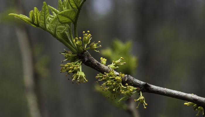 Male flowers on Prickly ash. Photo by Jane Balaban.