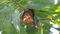 red bat in a tree