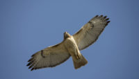 red-tailed hawk in flight