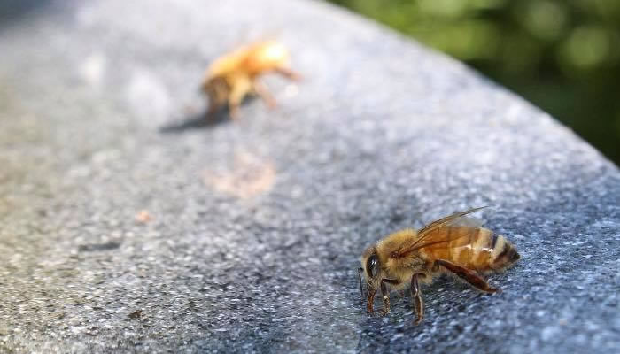 Two honey bees. Photo by Jerry Attere.