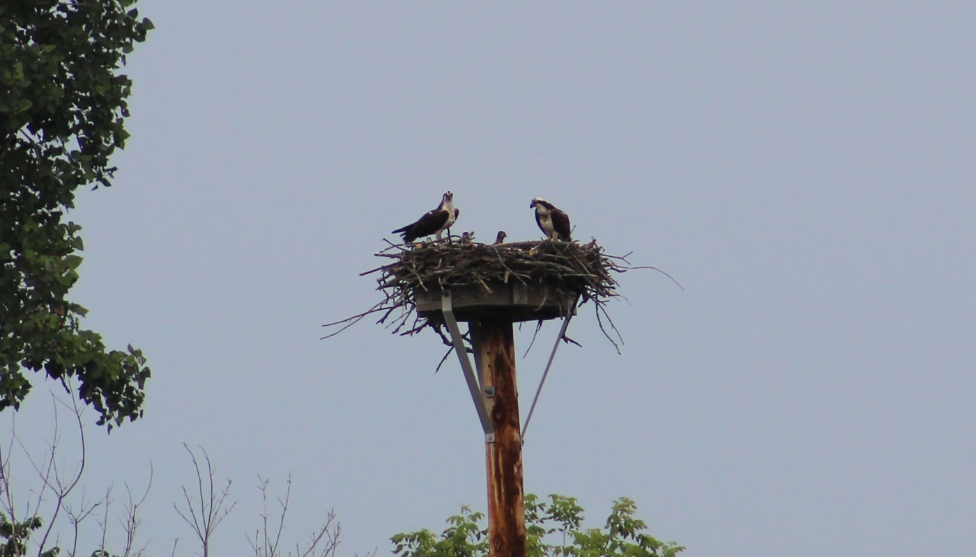 two adult osprey with chicks on their nest
