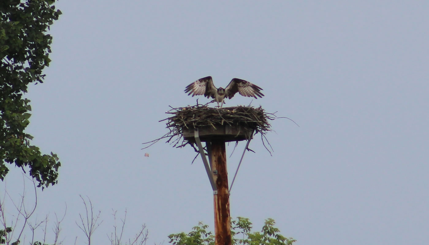 an adult osprey at its nest