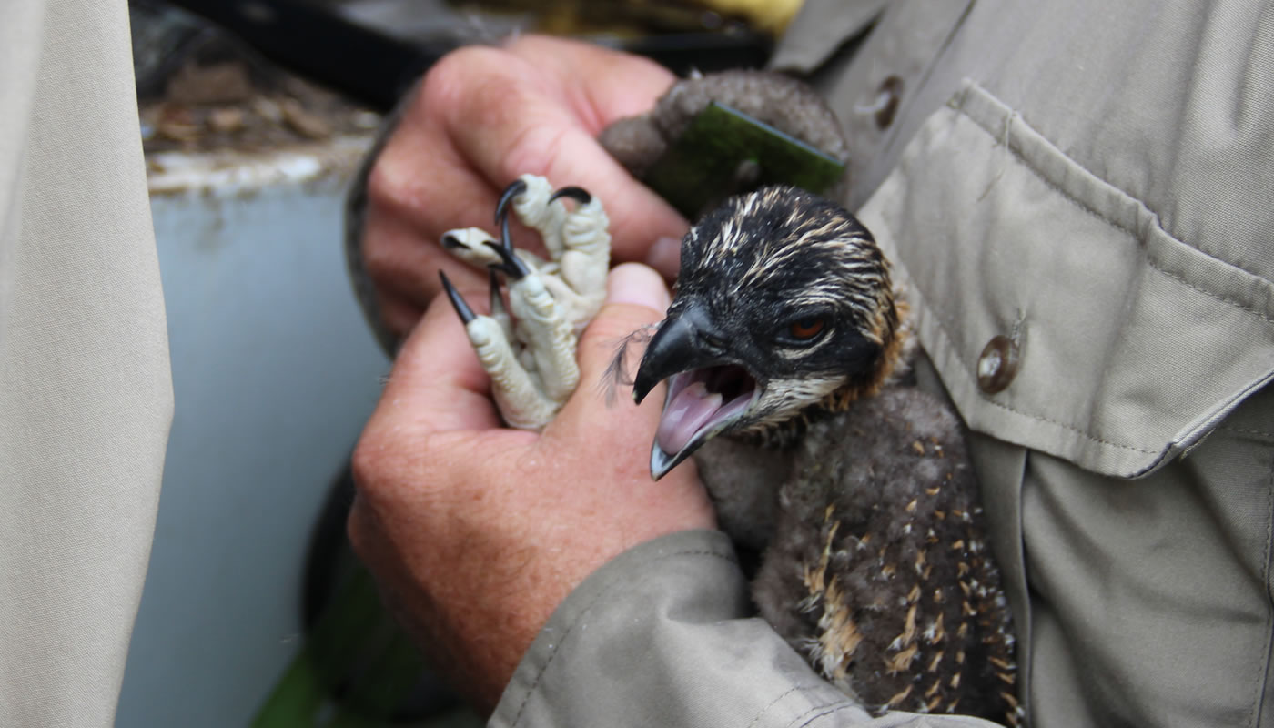 wildlife biologist measuring an osprey chick