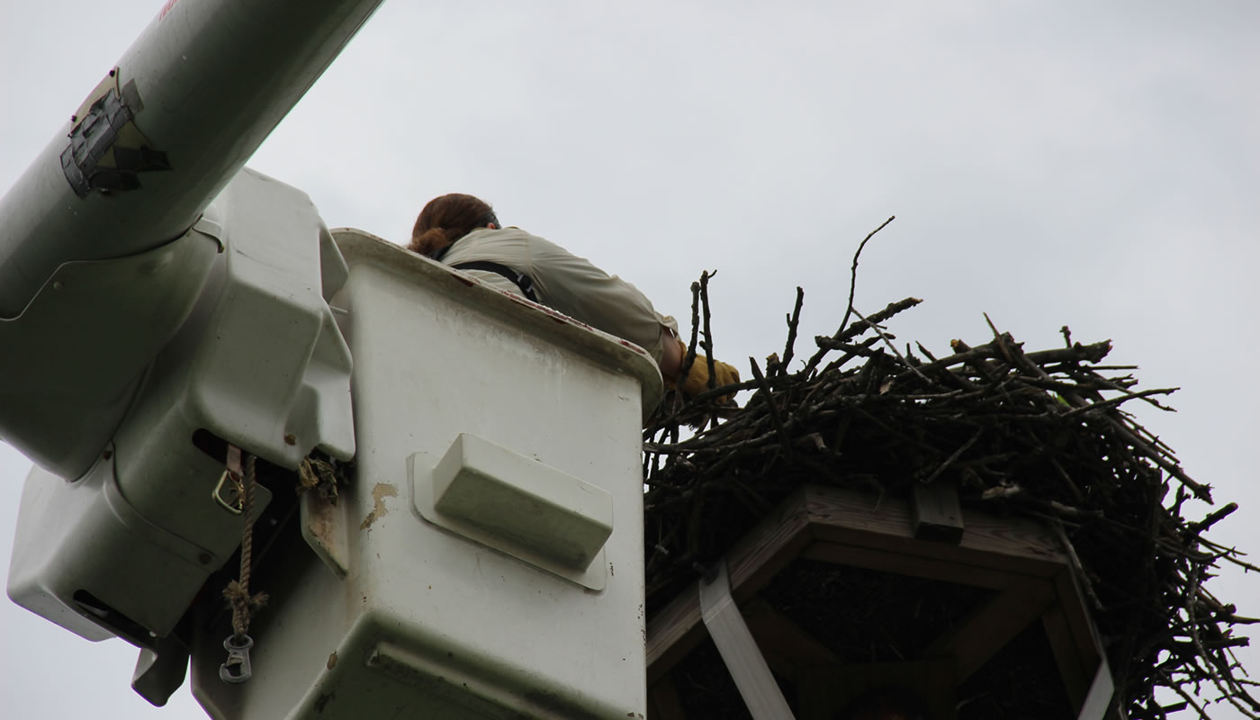 wildlife biologist removing osprey chicks from their nest