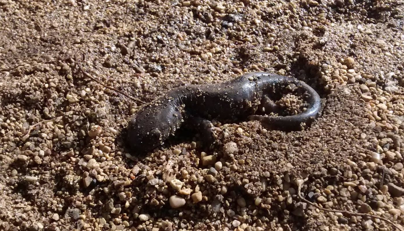 salamander in dirt.