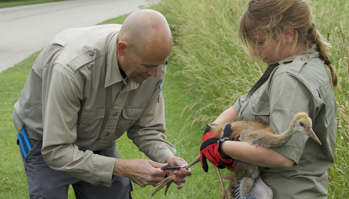 Forest Preserves wildlife biologists tagging a sandhill crane. Photo by Jeff Nelson.