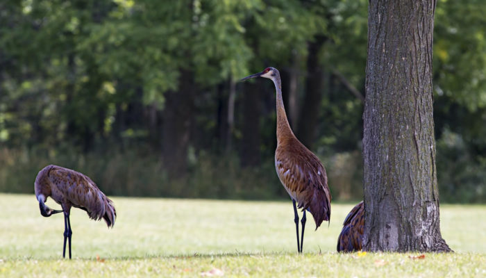 sandhill cranes standing in the grass at Deer Grove