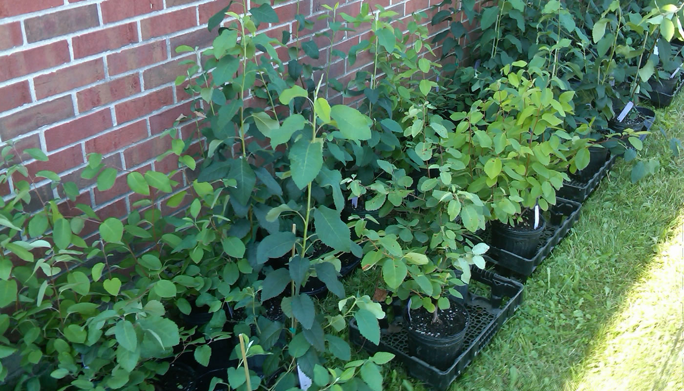 shadbush shrubs in containers against a brick wall