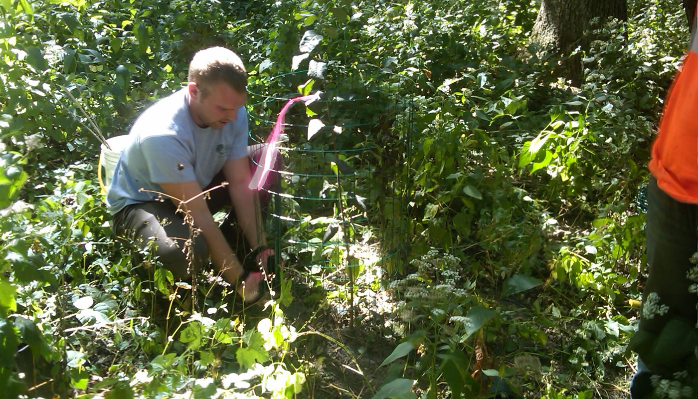 a person planting a shadbush shrub in a protective cage