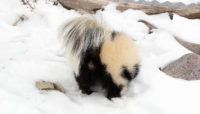 a skunk about to spray