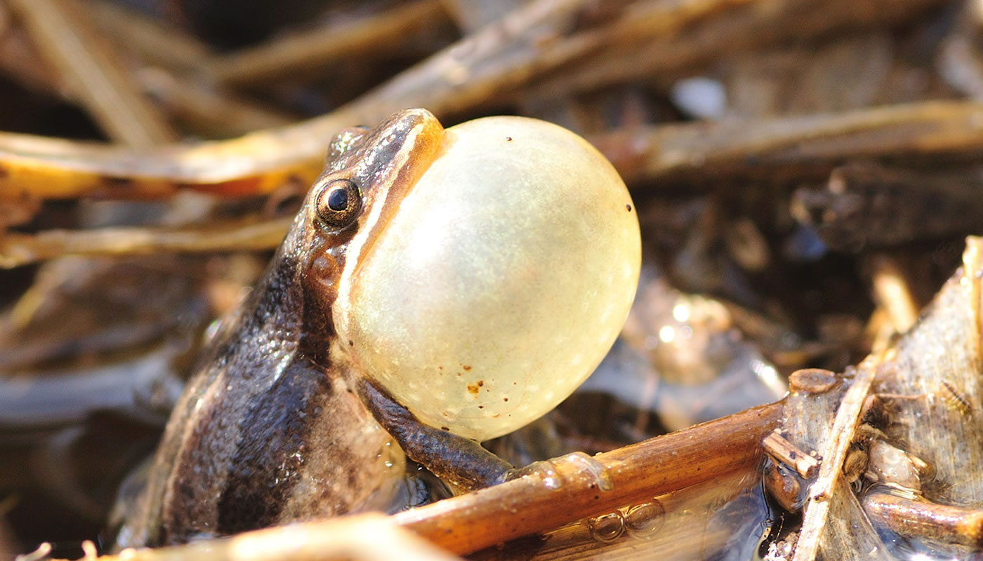 Frogs are always a show stopper, especially when you forgot your fly  display! Wee Frogs and Melon Head Frog poppers have been coming off