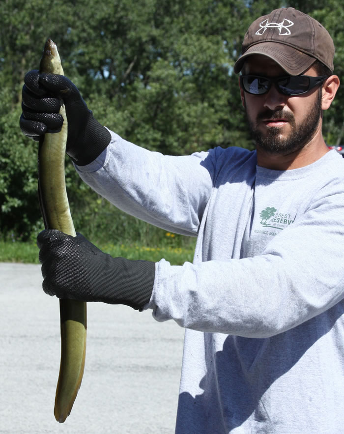American eel held by a Forest Preserves staff member