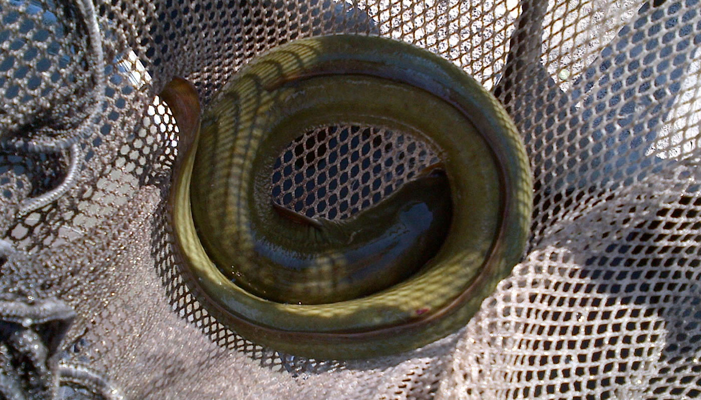 American eel found at Tampier Lake