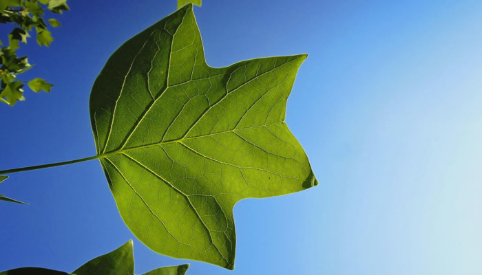 Tulip tree leaf