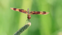 Halloween pennant dragonfly at Wampum Lake. Photo by Jim Phillips.