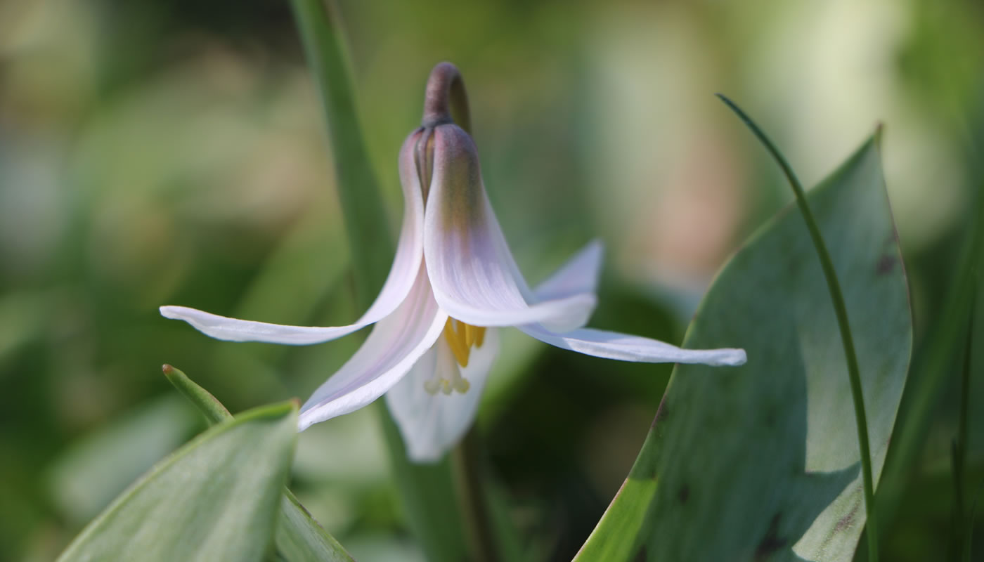 white trout lily flower