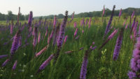 blazing star at the Willow-Sanders parcel