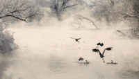 waterfowl taking off from Salt Creek in winter