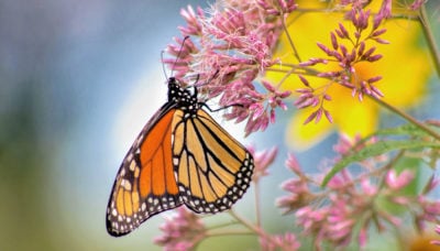Monarch butterfly feeding on joe pye weed at Wolf Road Prairie. Photo by Fidencio Marbella.