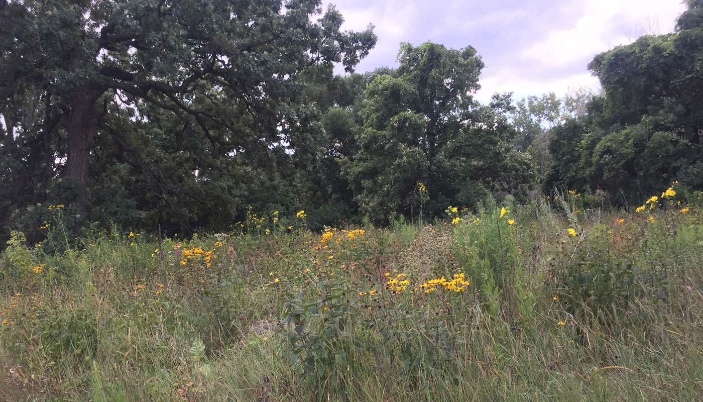 prairie with oak trees in the background at Beaubien Woods