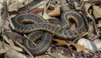 Garter snake at Forest Glen Woods.