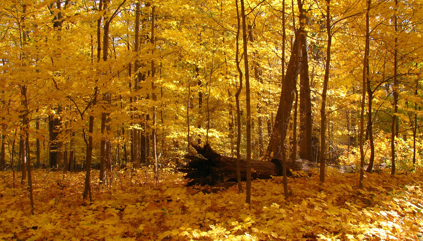 sugar maples with bright yellow leaves at Lake Avenue Woods-East
