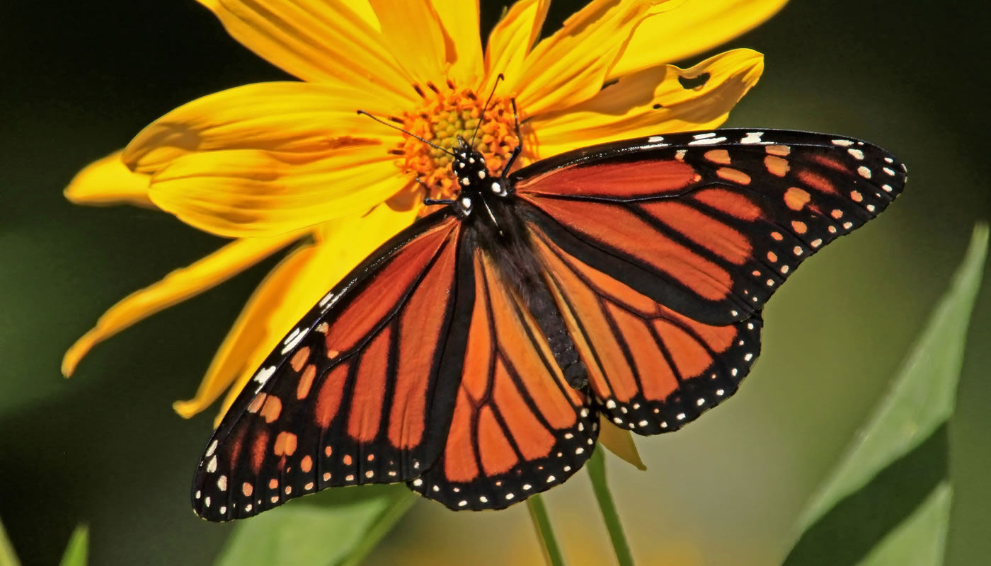 monarch butterfly feeding on a sunflower