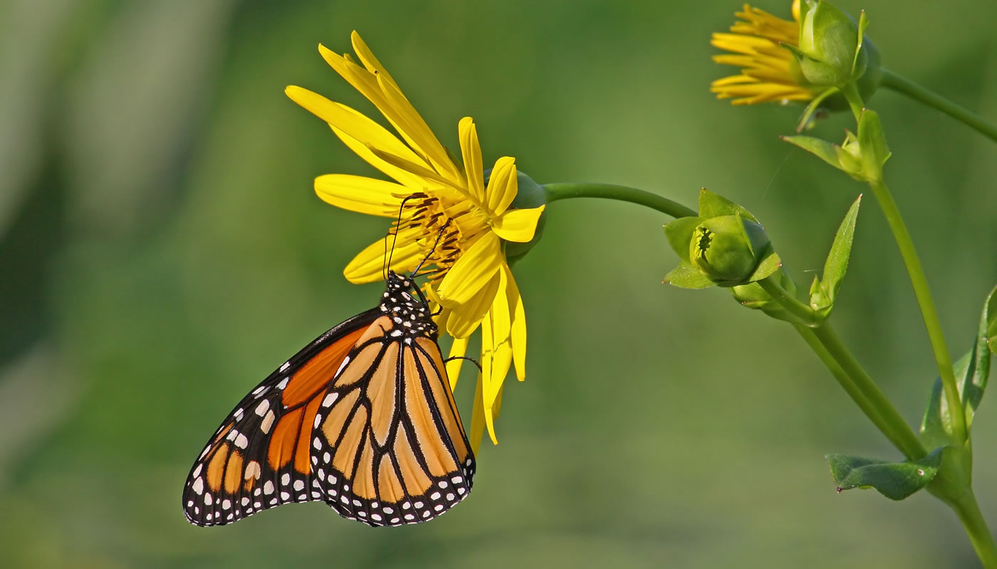 monarch butterfly feeding on a sunflower