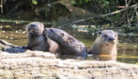 three North American river otters in a pond