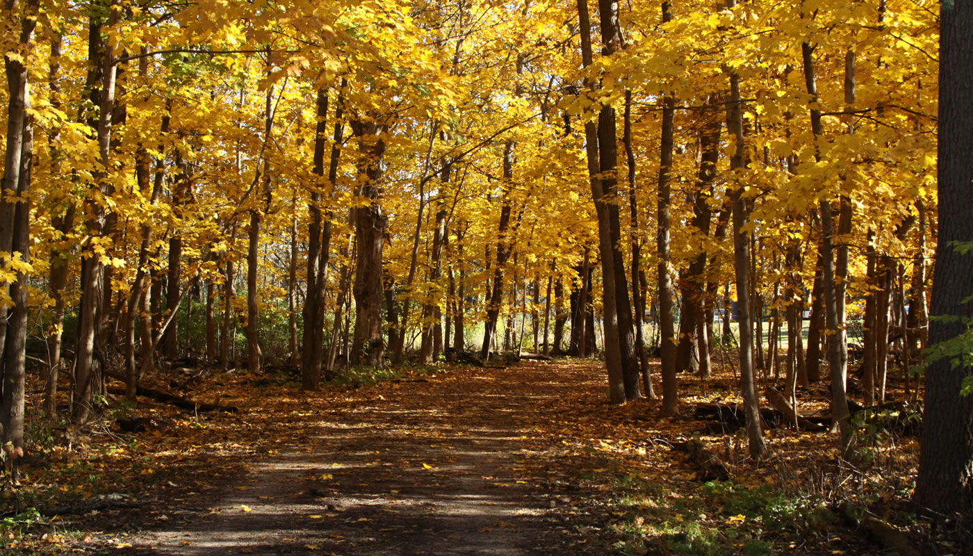 a trail through the woods in fall at Palos Park Woods