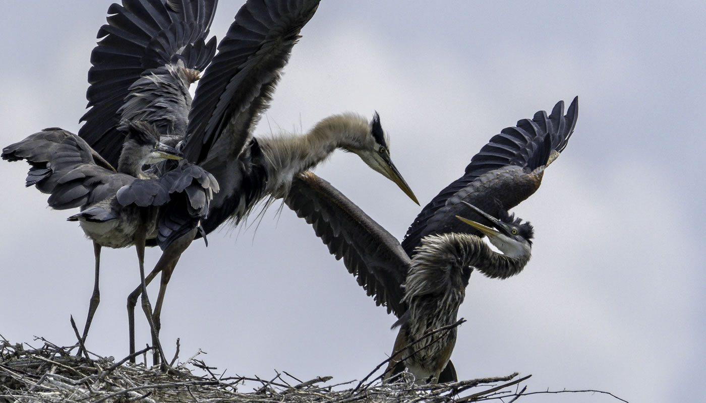 Great blue herons at Paul Douglas