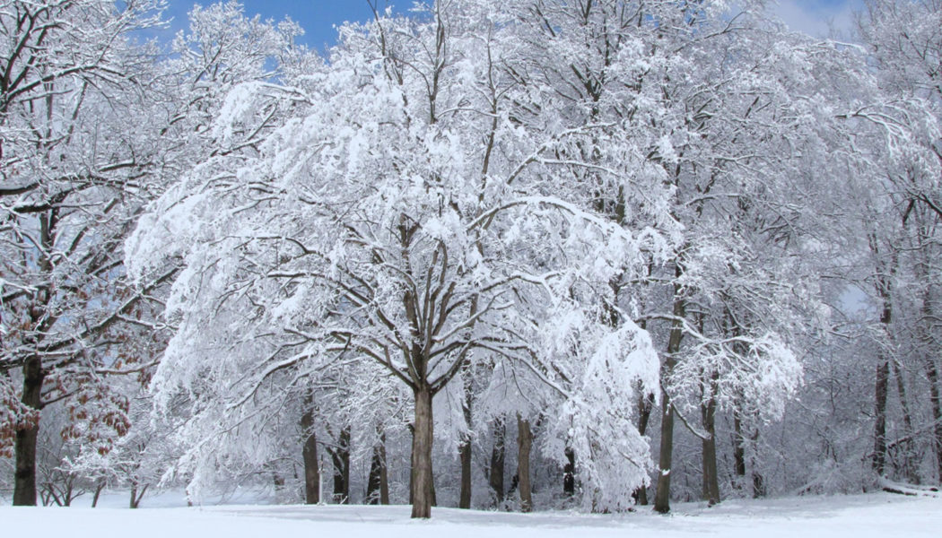 Pioneer Woods - Forest Preserves of Cook County