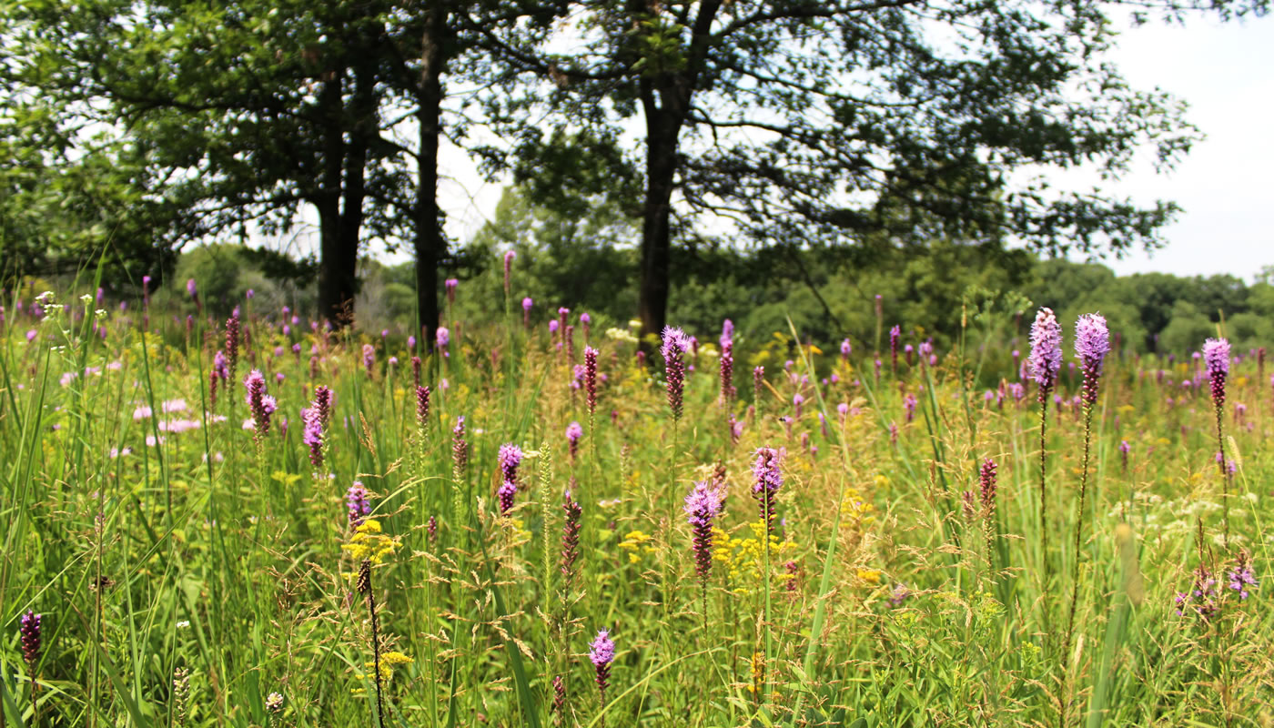 blazing star flowers in bloom in an open area at Spears Woods.