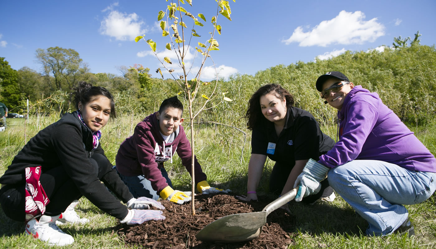 four people planting a tree at Busse Woods